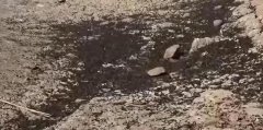 地震后松毛蟲大規模入侵土耳其,全球僅剩一只的動物